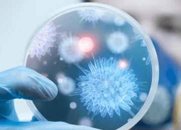 Microorganismos en una placa de laboratorio